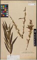 Foto von Salix triandra L. x Salix viminalis L.